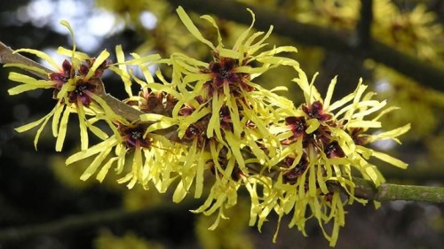 witch hazel